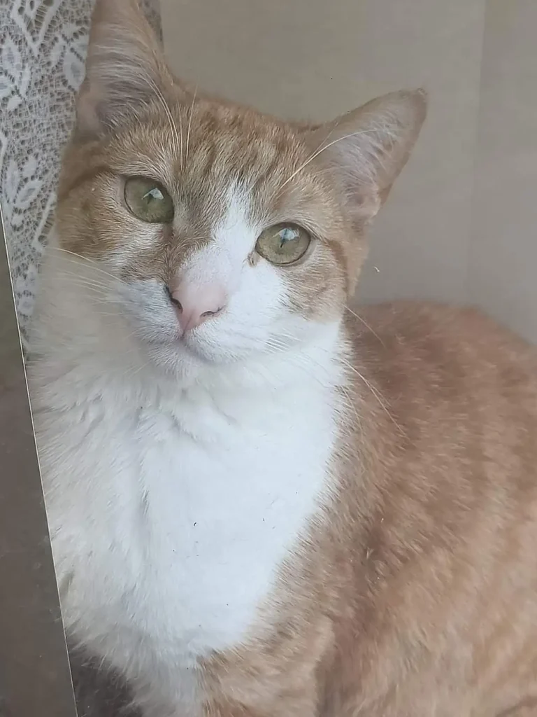 The Chronicles of a Sith Lord Cat