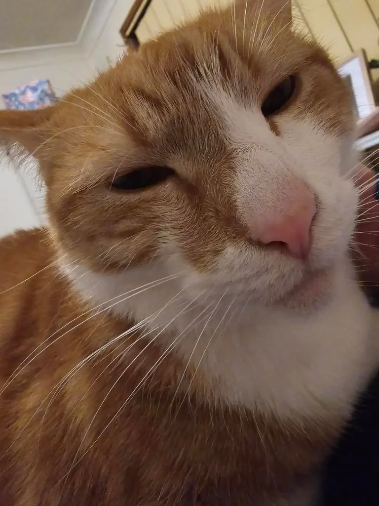 The Chronicles of a Sith Lord Cat