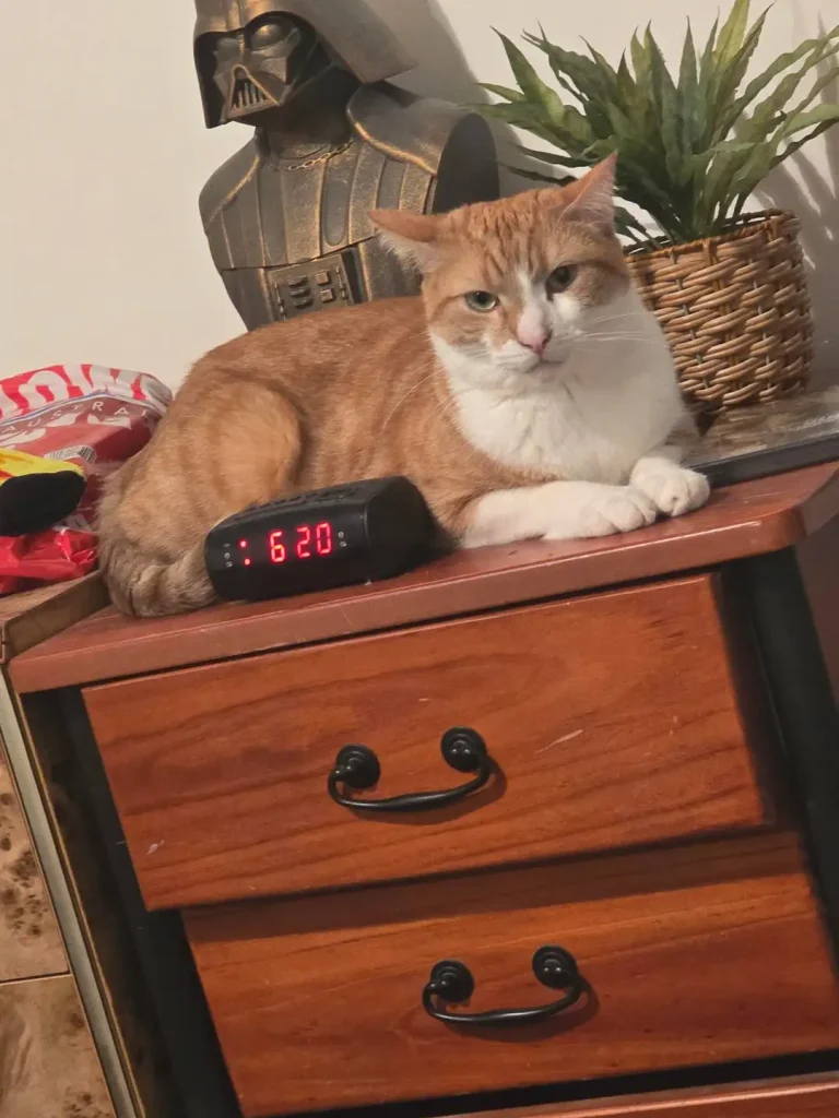 The Chronicles of a Sith Lord Cat