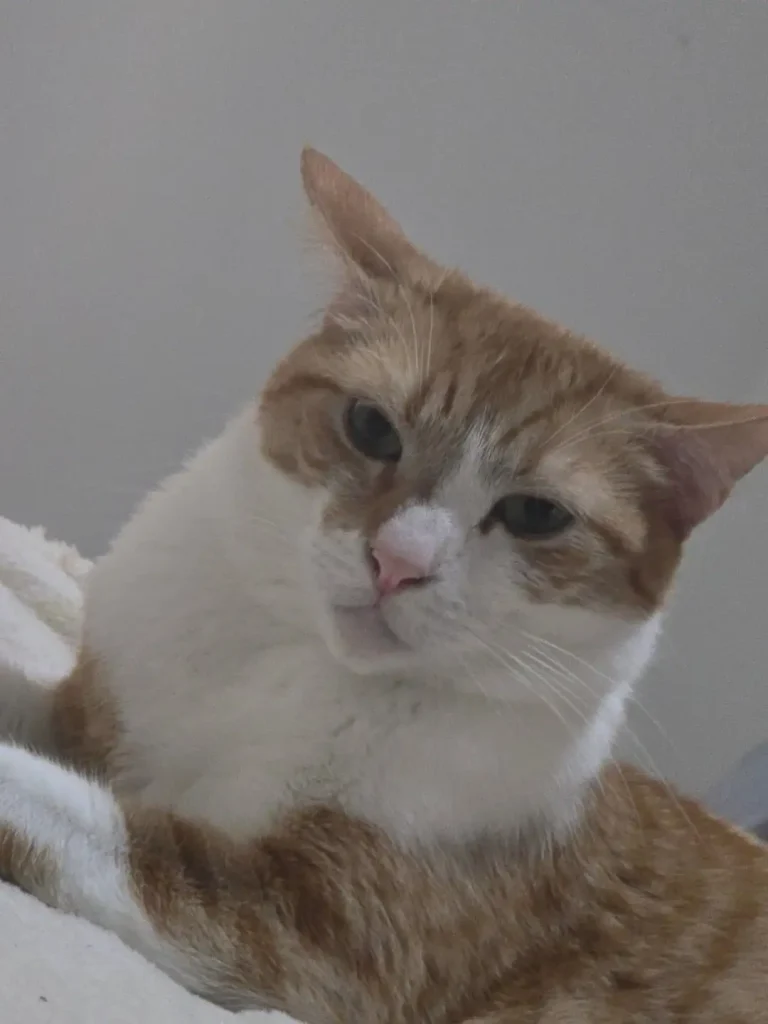 The Chronicles of a Sith Lord Cat