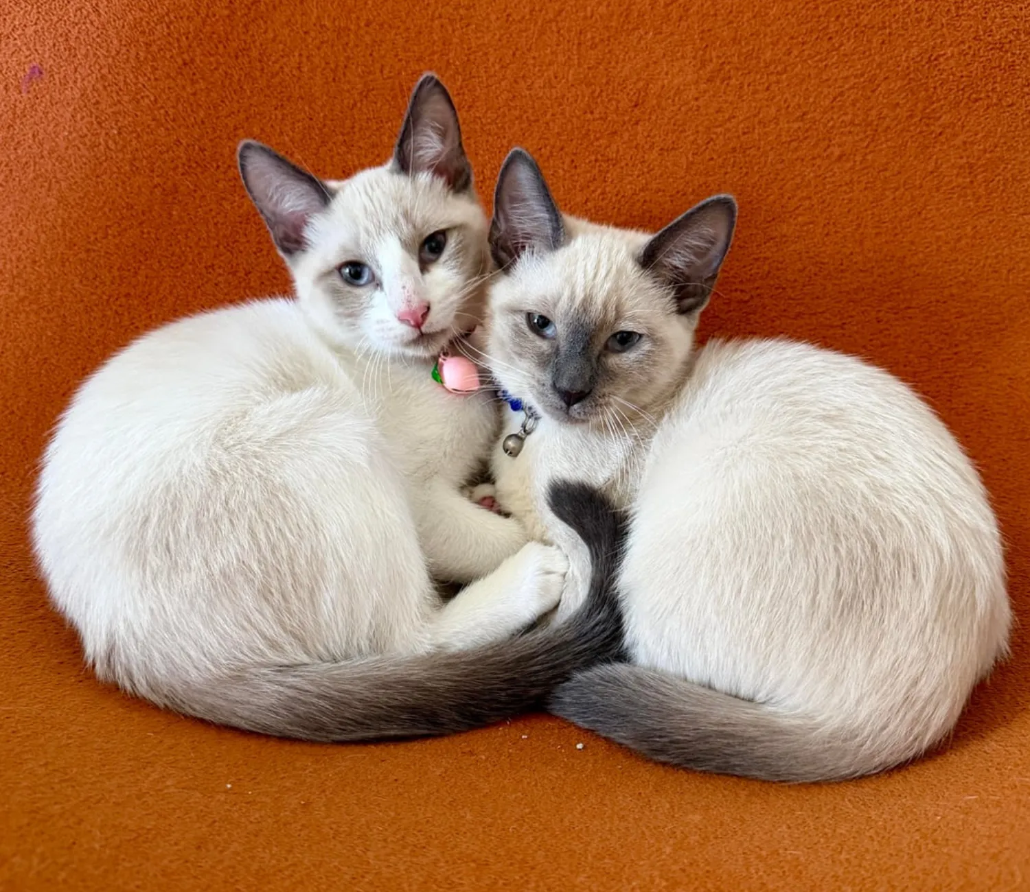 The Chronicles of the Cream Colored Duo