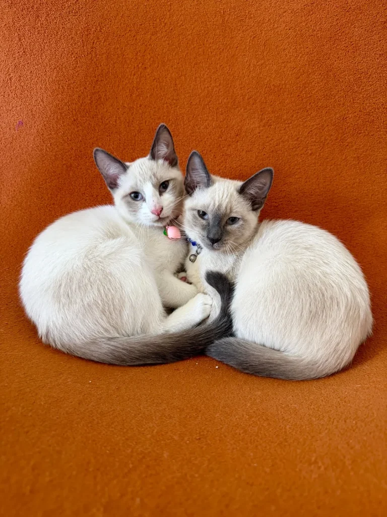 The Chronicles of the Cream Colored Duo