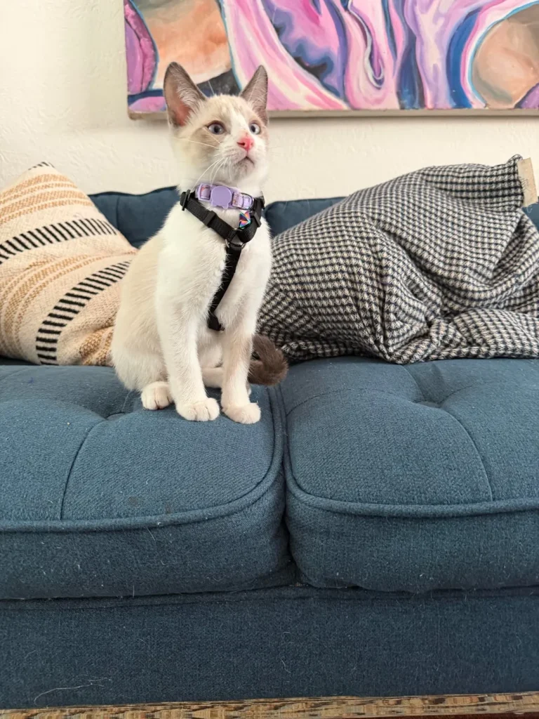 The Chronicles of the Cream Colored Duo