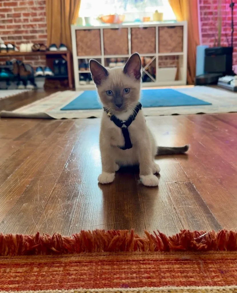 The Chronicles of the Cream Colored Duo