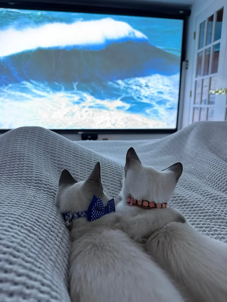 The Chronicles of the Cream Colored Duo