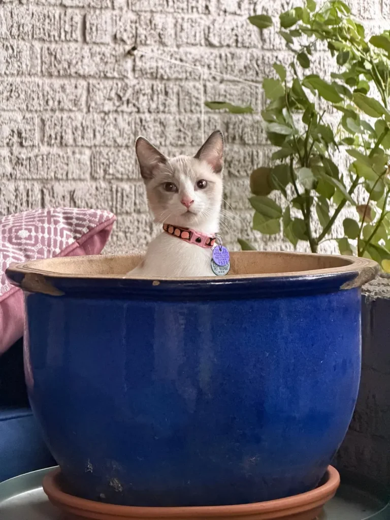 The Chronicles of the Cream Colored Duo