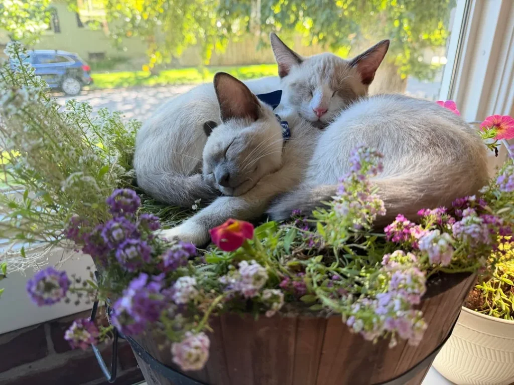 The Chronicles of the Cream Colored Duo