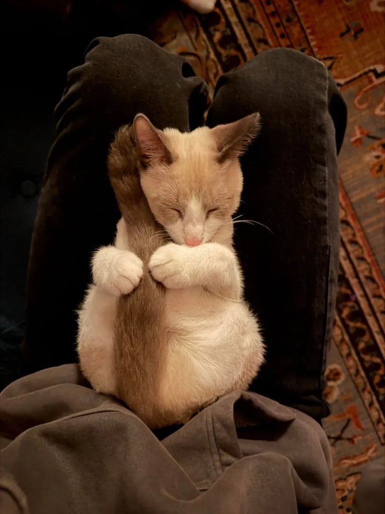 The Chronicles of the Cream Colored Duo