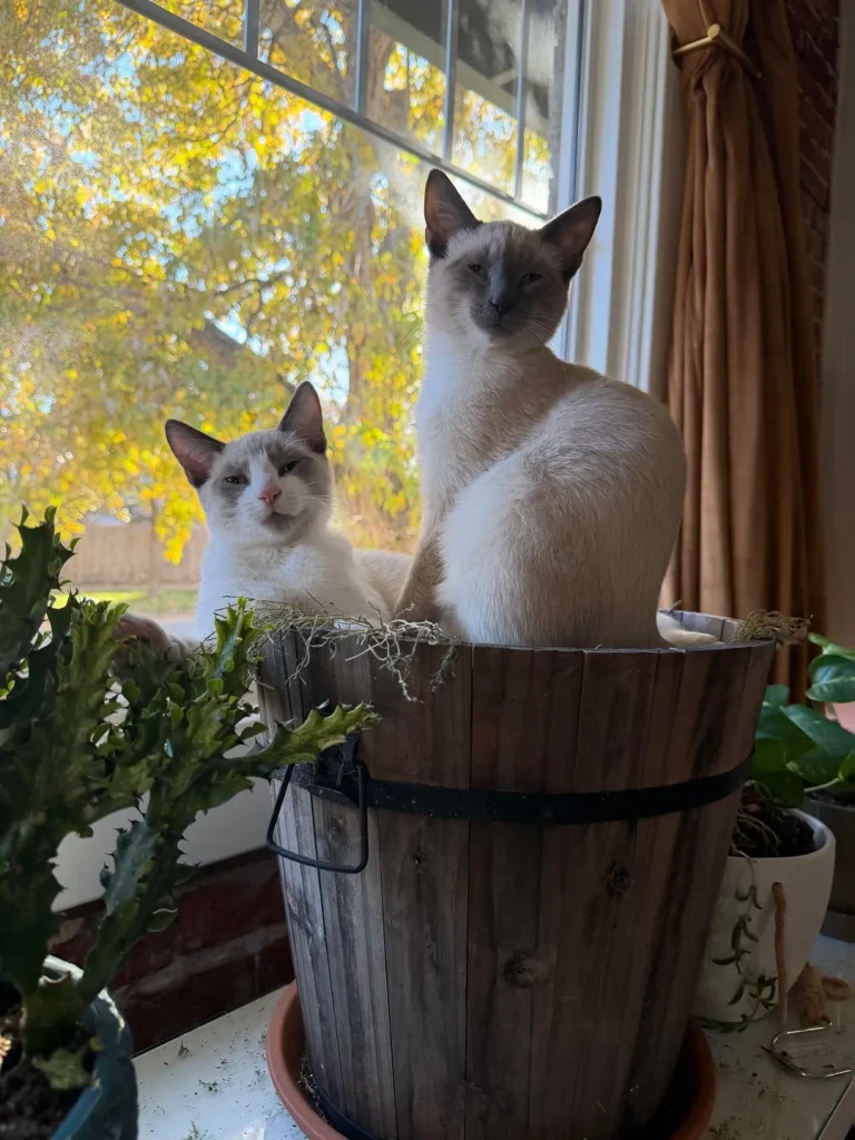 The Chronicles of the Cream Colored Duo