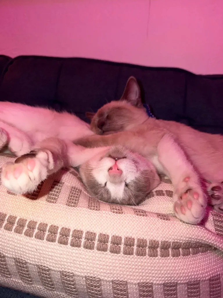 The Chronicles of the Cream Colored Duo