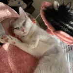 The Cloud Cat, Empress of the Pink Palace