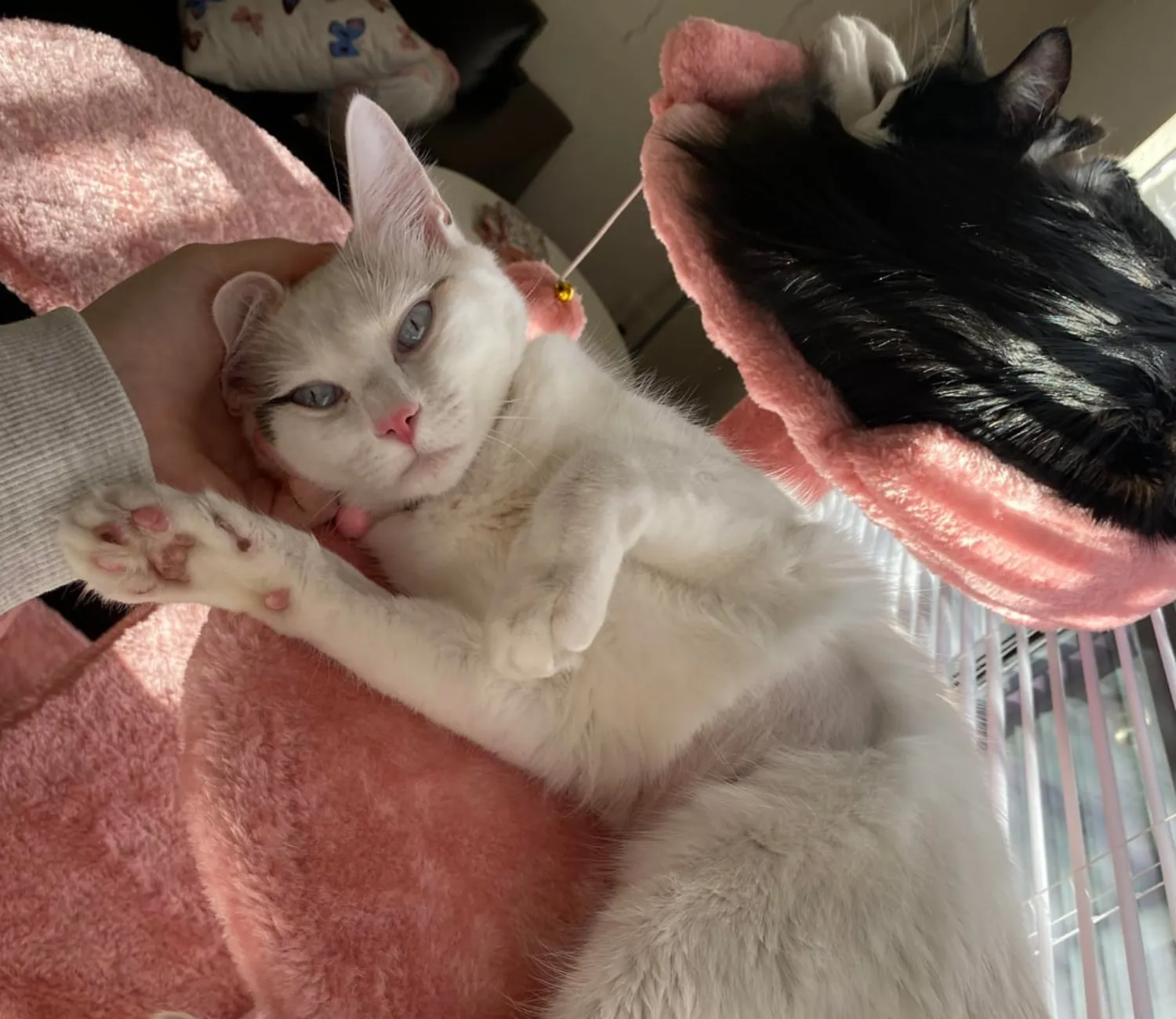 The Cloud Cat, Empress of the Pink Palace