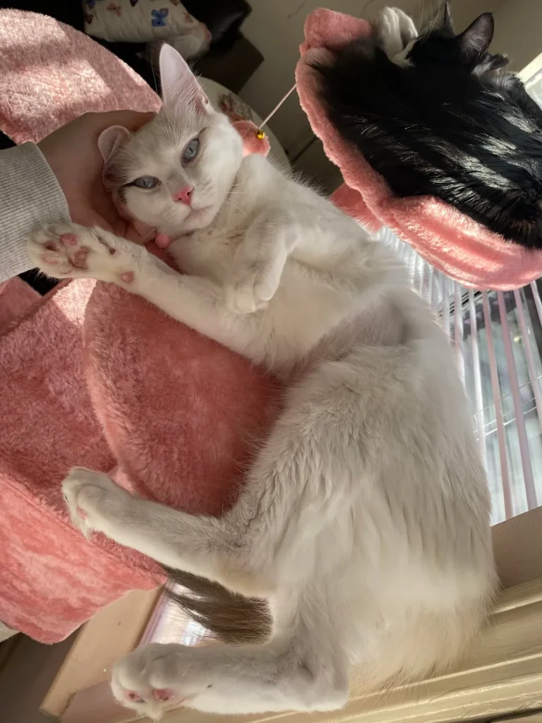 The Cloud Cat, Empress of the Pink Palace