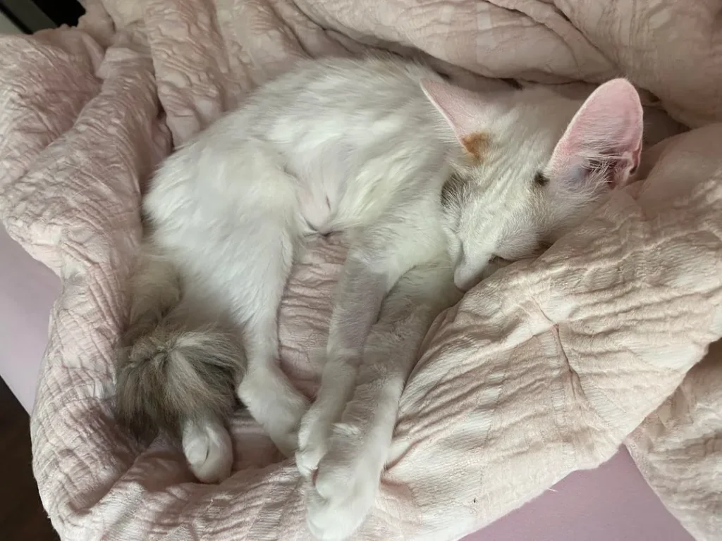 The Cloud Cat, Empress of the Pink Palace