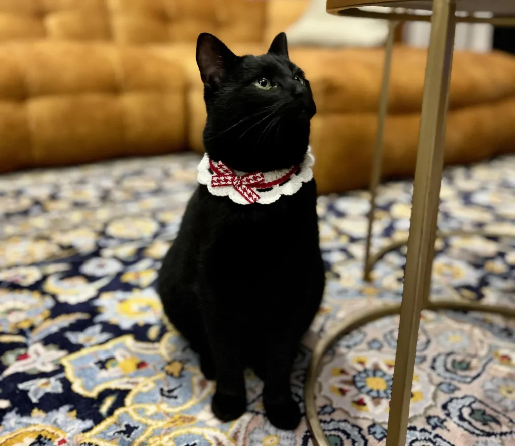 The Contemplation of the Properly Dressed Cat