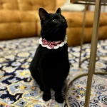 The Contemplation of the Properly Dressed Cat