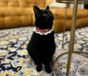 The Contemplation of the Properly Dressed Cat