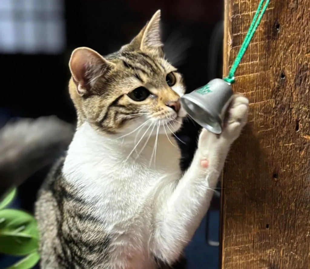 The Curious Cat and the Midnight Bell