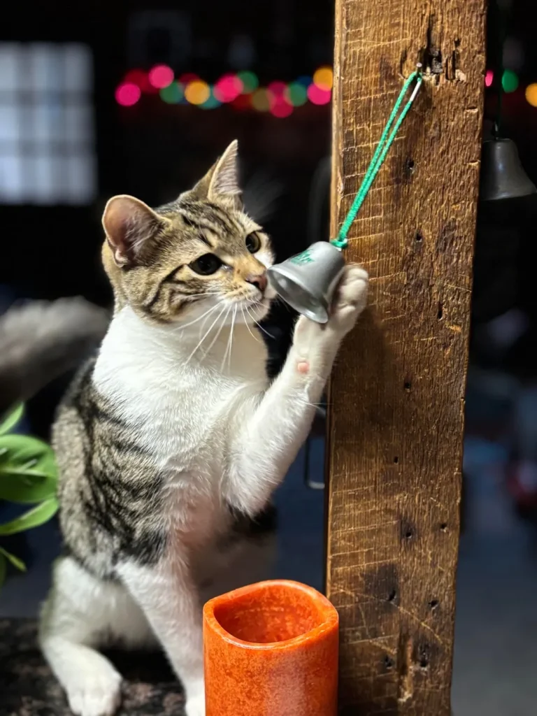 The Curious Cat and the Midnight Bell