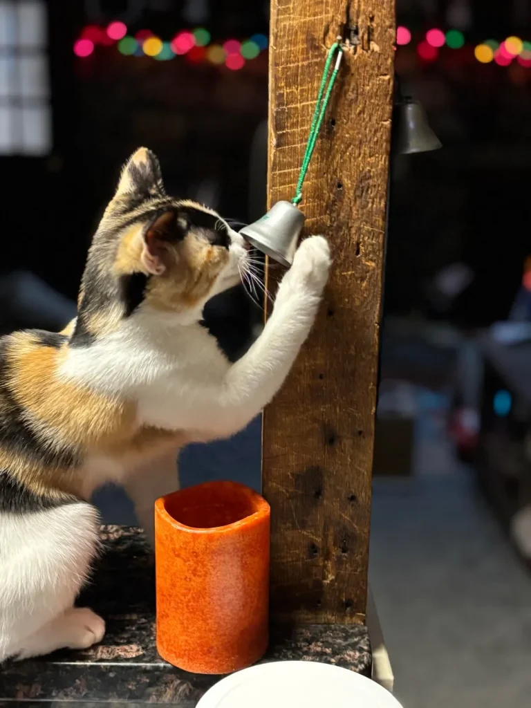 The Curious Cat and the Midnight Bell