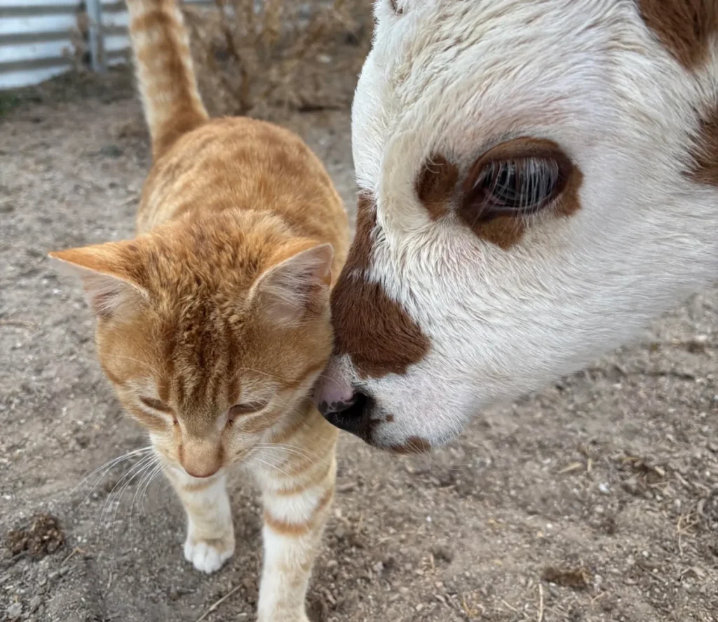 The Day and Night of a Farm Cat, A Tale of Two Worlds