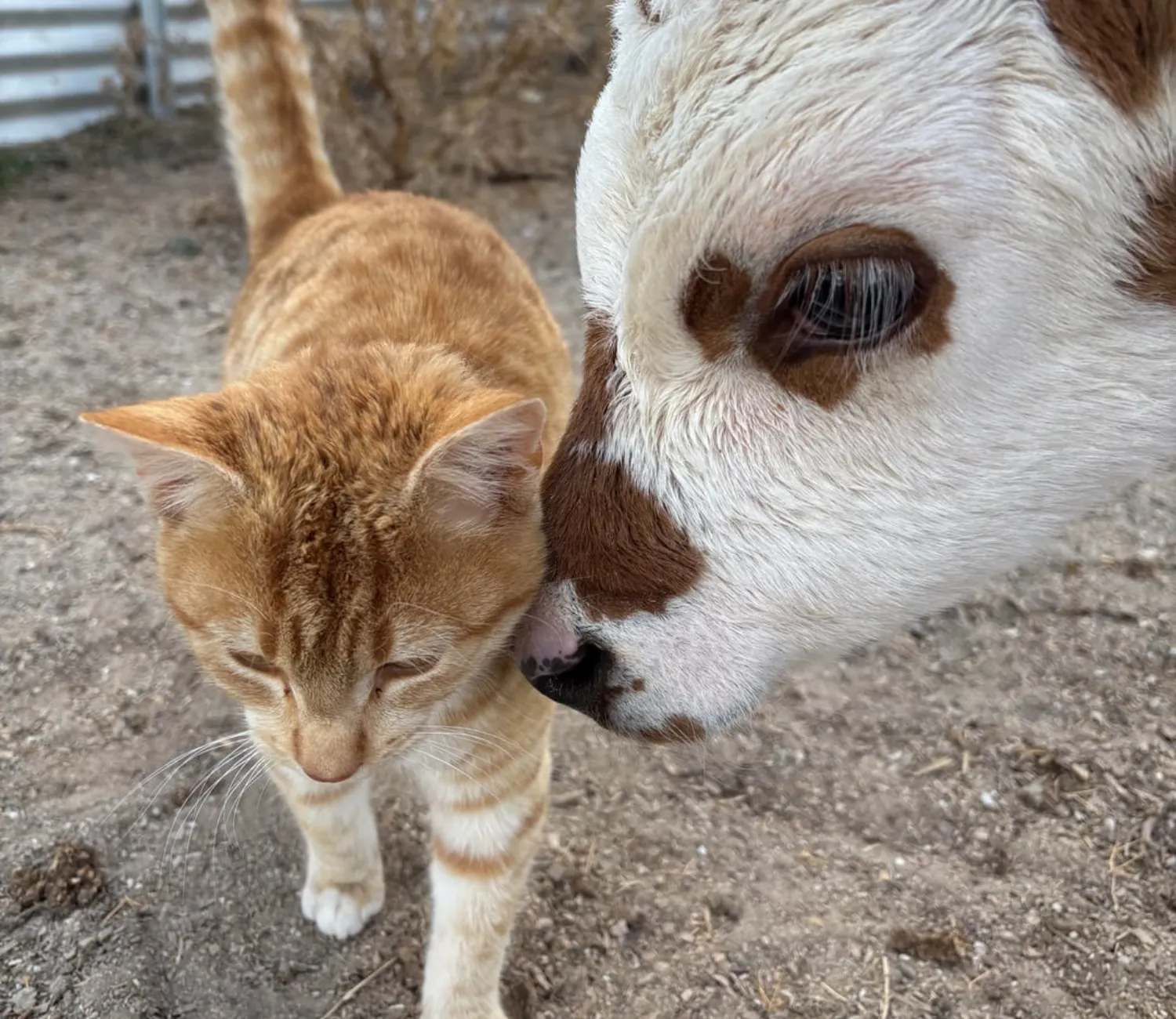 The Day and Night of a Farm Cat, A Tale of Two Worlds