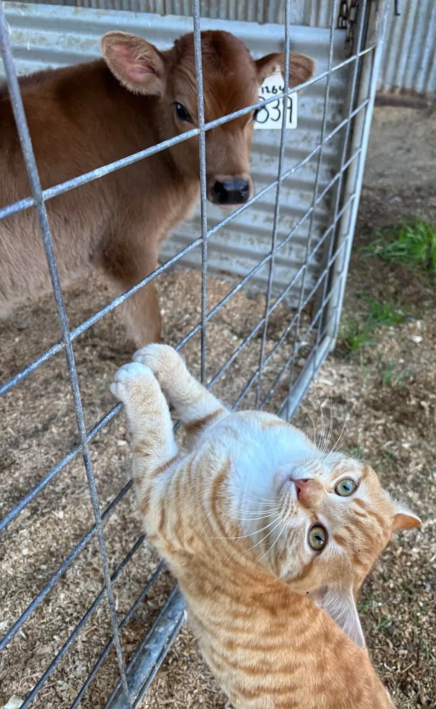 The Day and Night of a Farm Cat, A Tale of Two Worlds