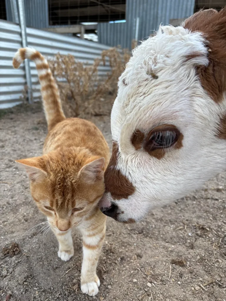 The Day and Night of a Farm Cat, A Tale of Two Worlds