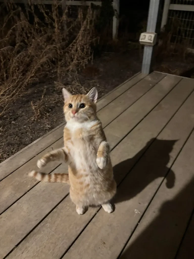 The Day and Night of a Farm Cat, A Tale of Two Worlds