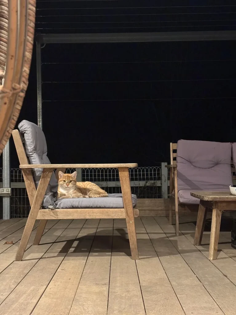 The Day and Night of a Farm Cat, A Tale of Two Worlds