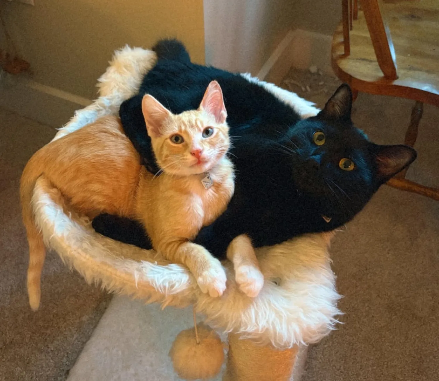 The Eclipse and the Ember