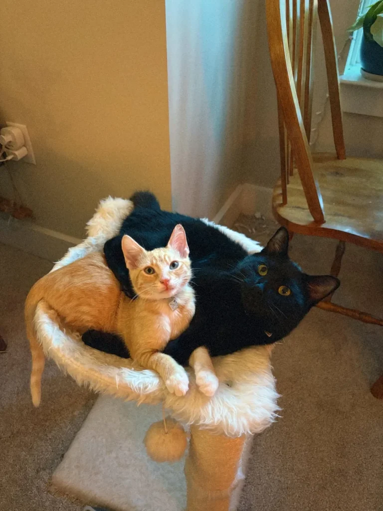 The Eclipse and the Ember