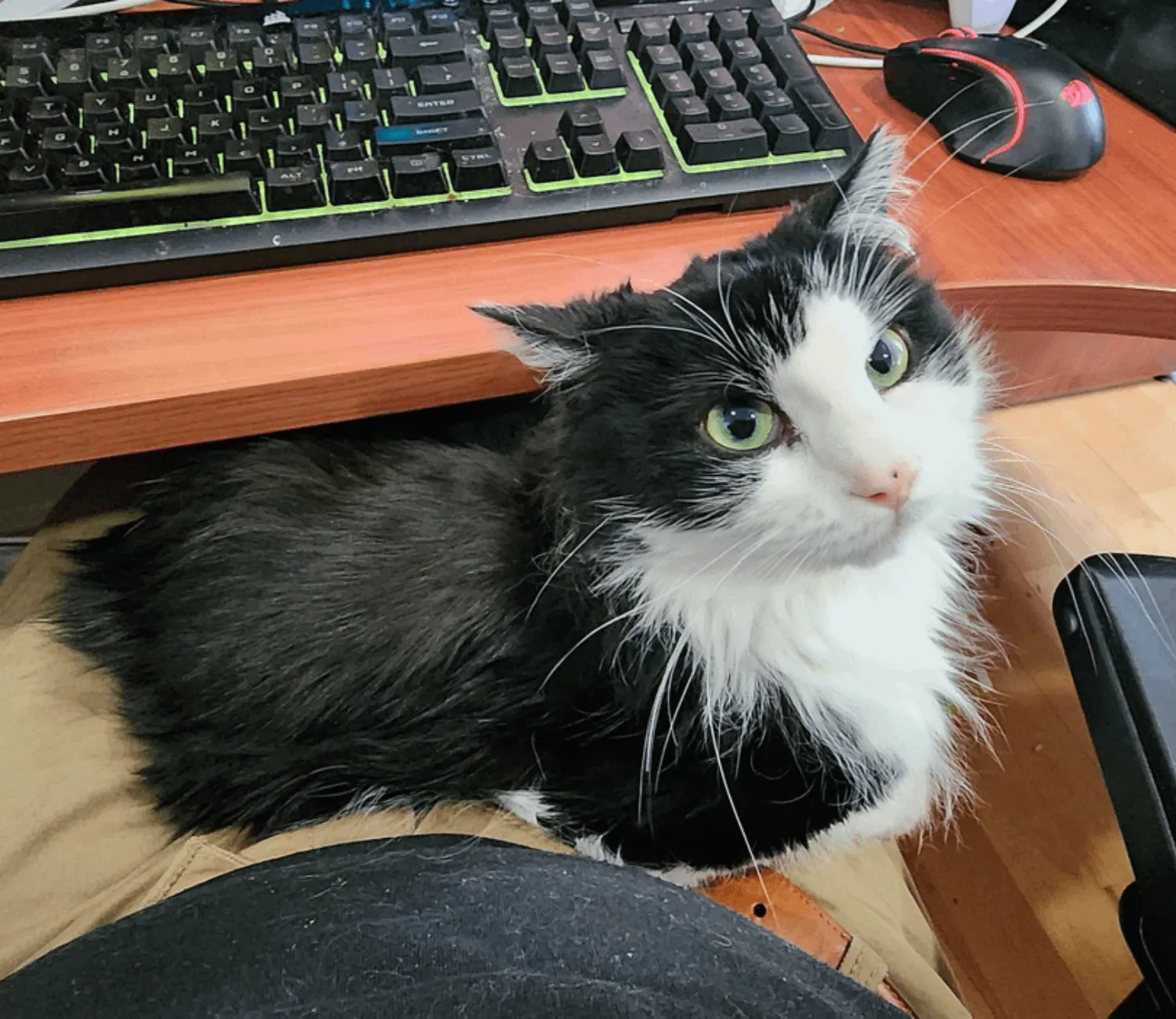 The Executive Cat, A Day in the Life