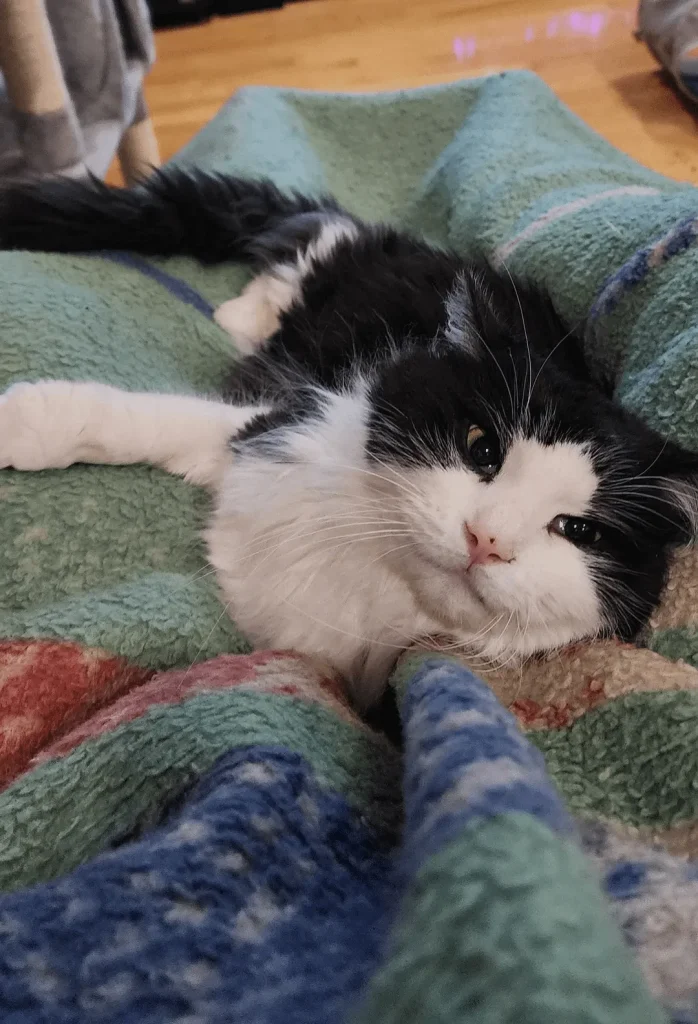 The Executive Cat, A Day in the Life