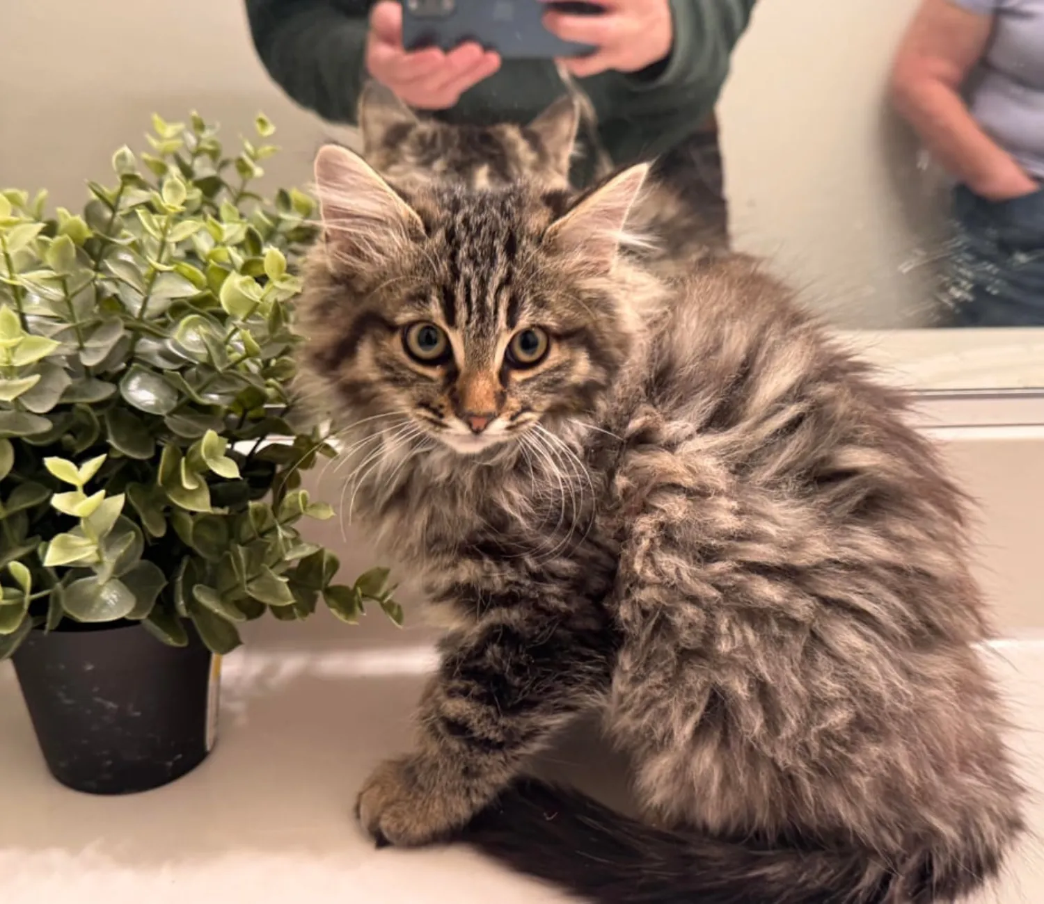 The Fellowship of the Cat, A Bathroom Saga