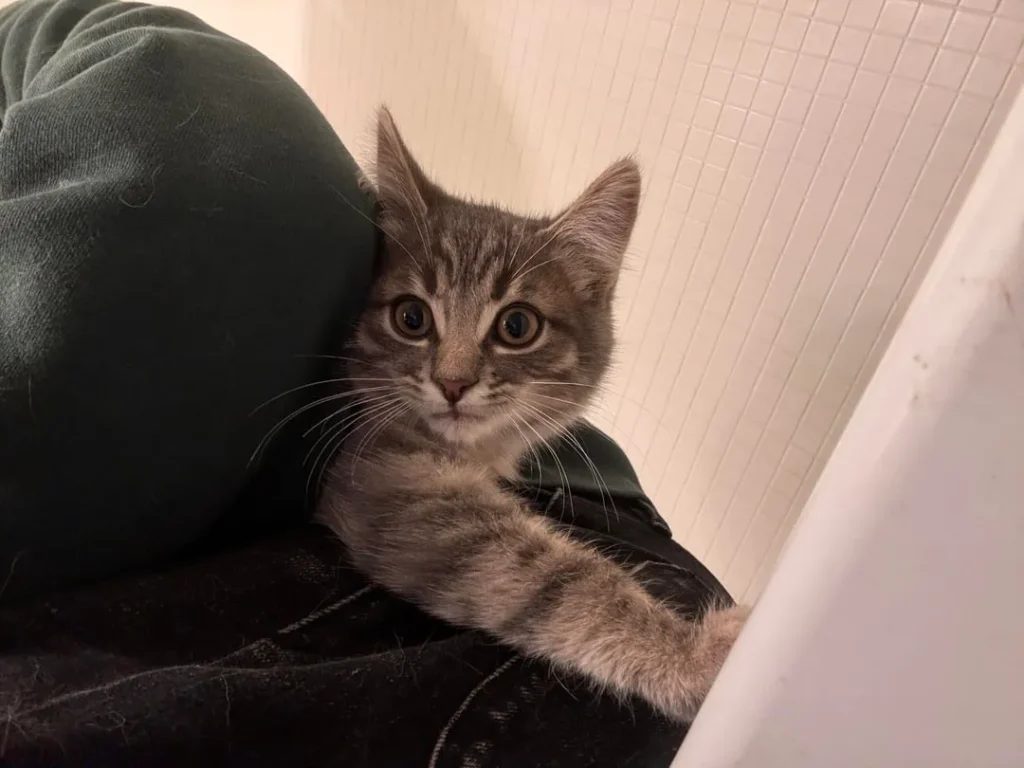 The Fellowship of the Cat, A Bathroom Saga