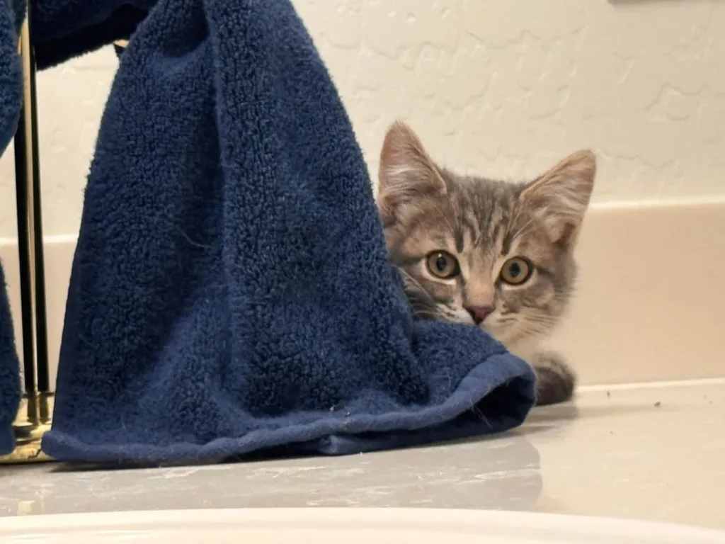 The Fellowship of the Cat, A Bathroom Saga