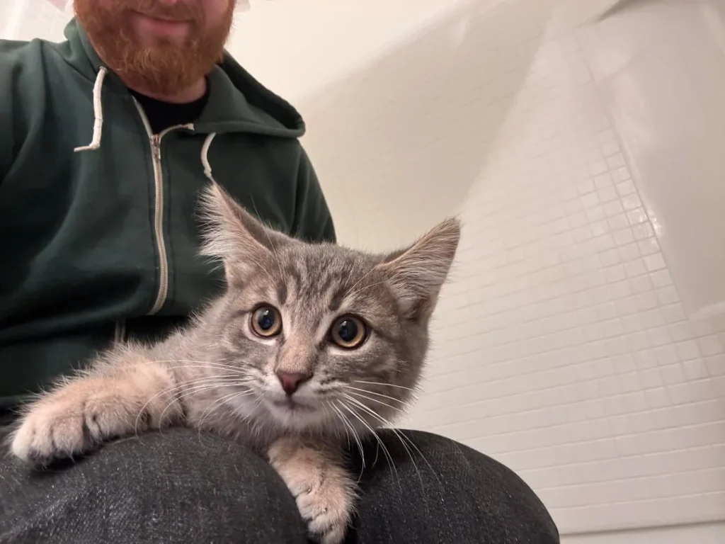 The Fellowship of the Cat, A Bathroom Saga