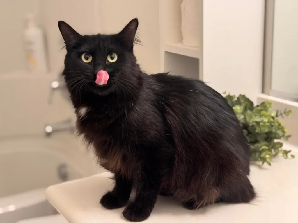 The Fellowship of the Cat, A Bathroom Saga