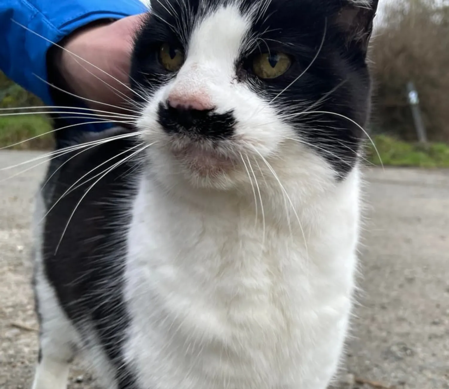 The Gentleman Cat’s Daily Patrol