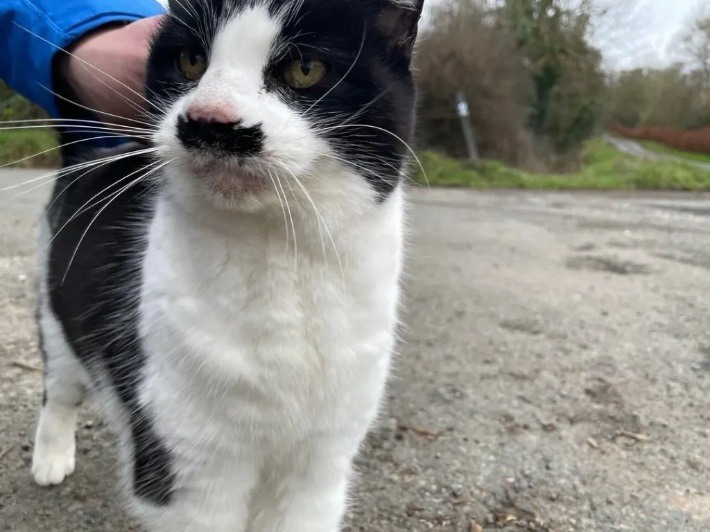 The Gentleman Cat’s Daily Patrol