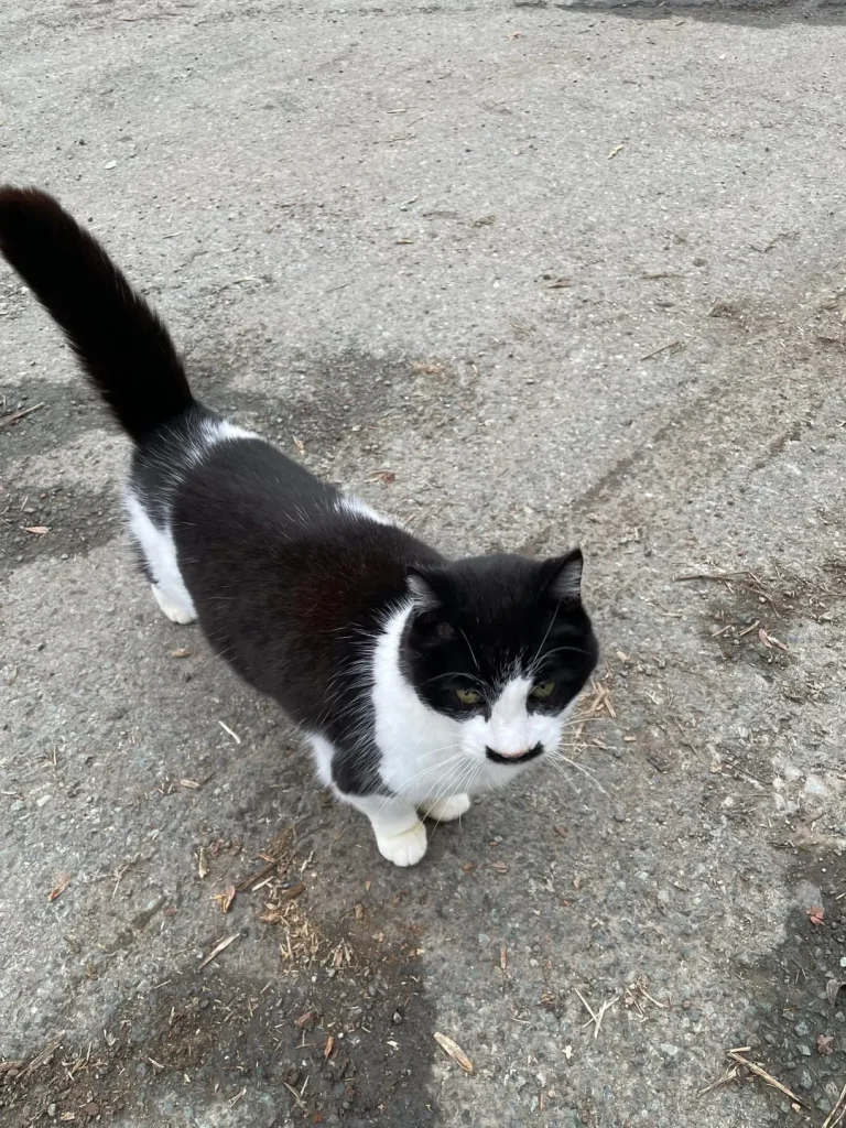 The Gentleman Cat’s Daily Patrol