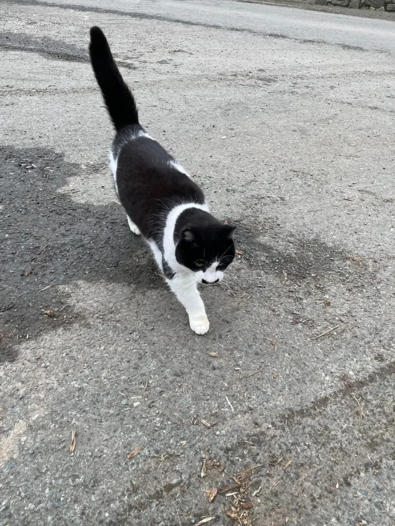 The Gentleman Cat’s Daily Patrol