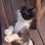 The Grand Expedition of the Tiny Tuxedo Cat