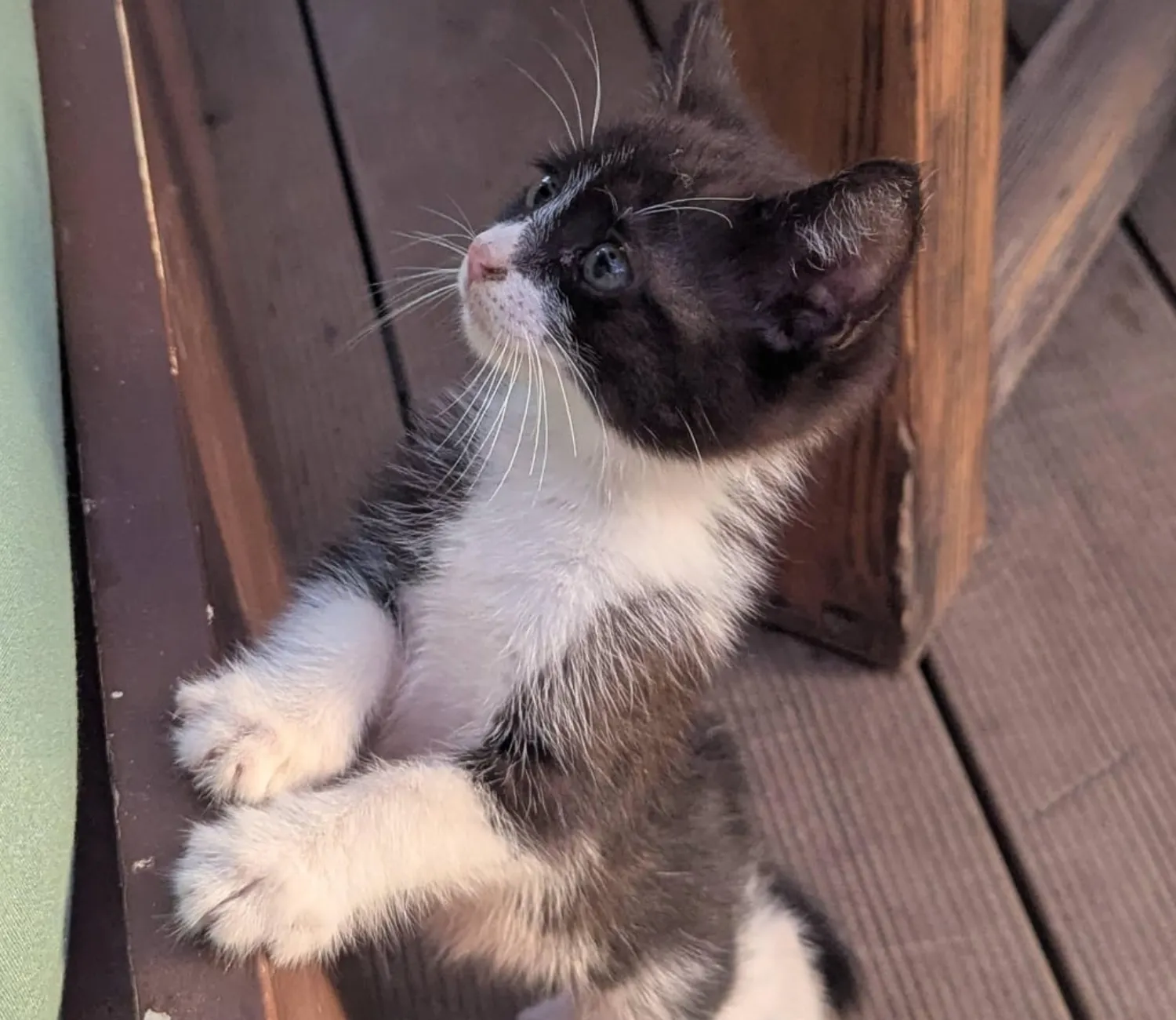 The Grand Expedition of the Tiny Tuxedo Cat