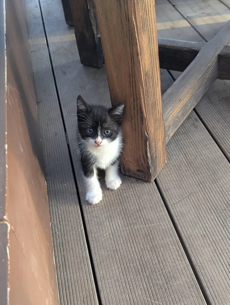 The Grand Expedition of the Tiny Tuxedo Cat