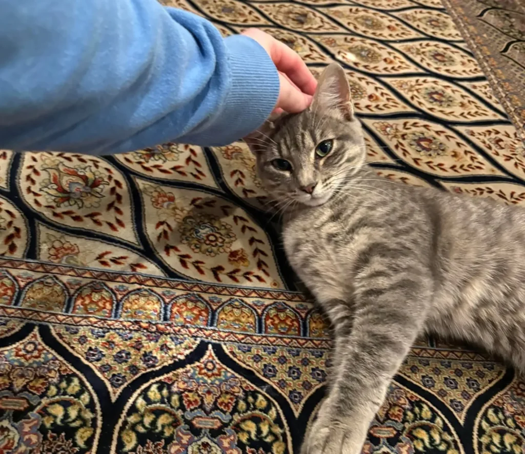 The Gray Cat and the Three Stages of Governance