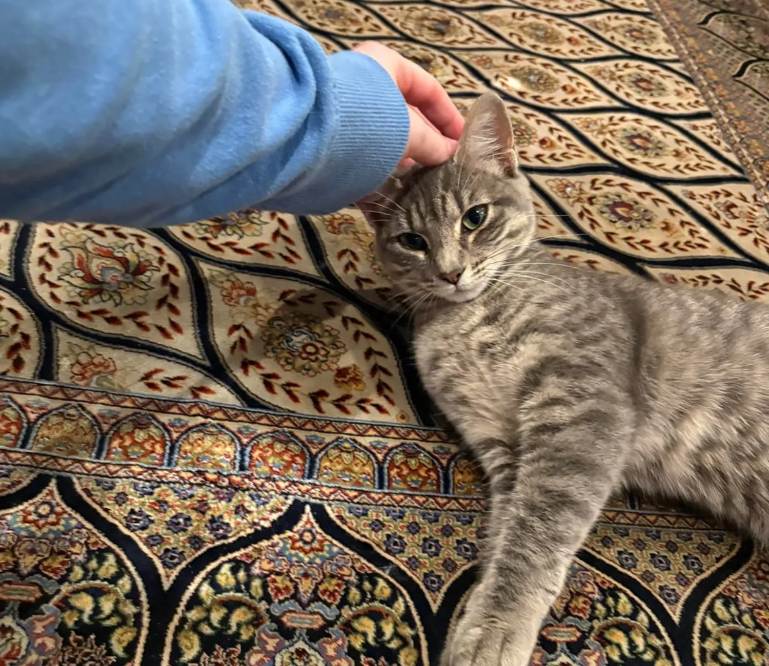 The Gray Cat and the Three Stages of Governance