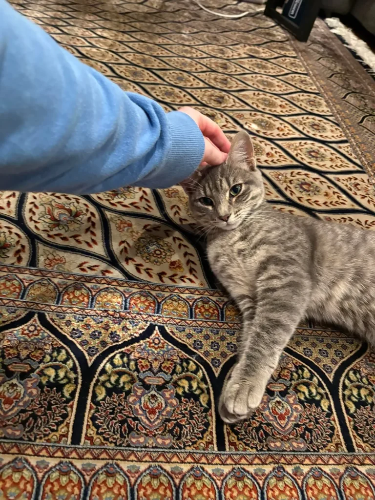 The Gray Cat and the Three Stages of Governance