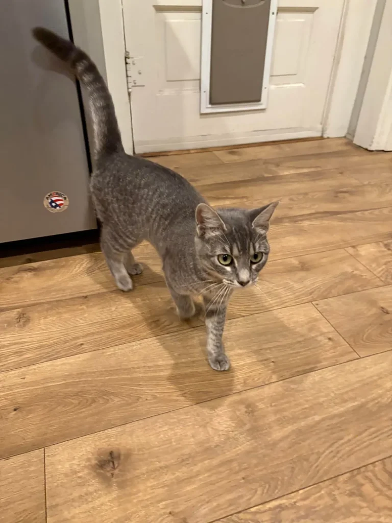 The Gray Cat and the Three Stages of Governance